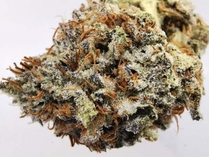 AAAA Blueberry Kush 2