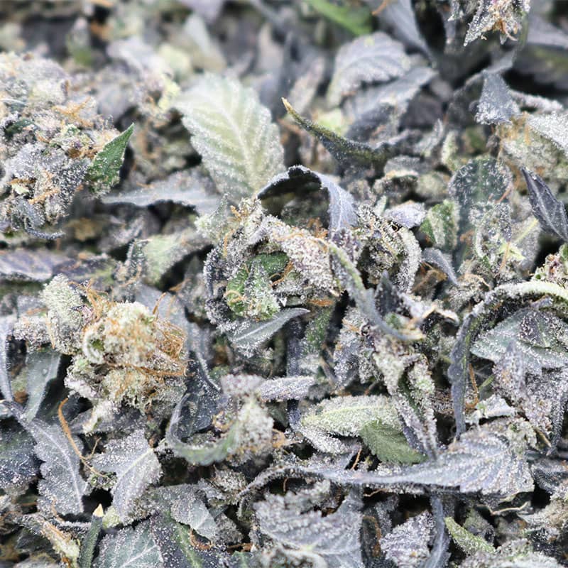 Pink Kush Trim 1 2