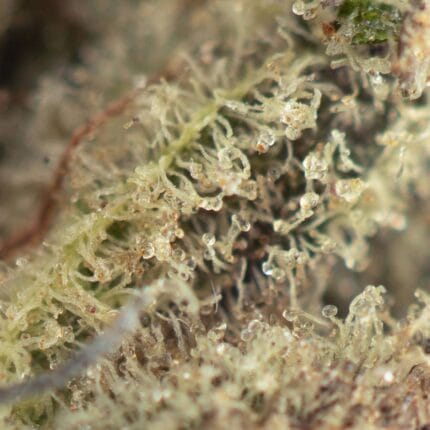 Strawberry Cough Macro
