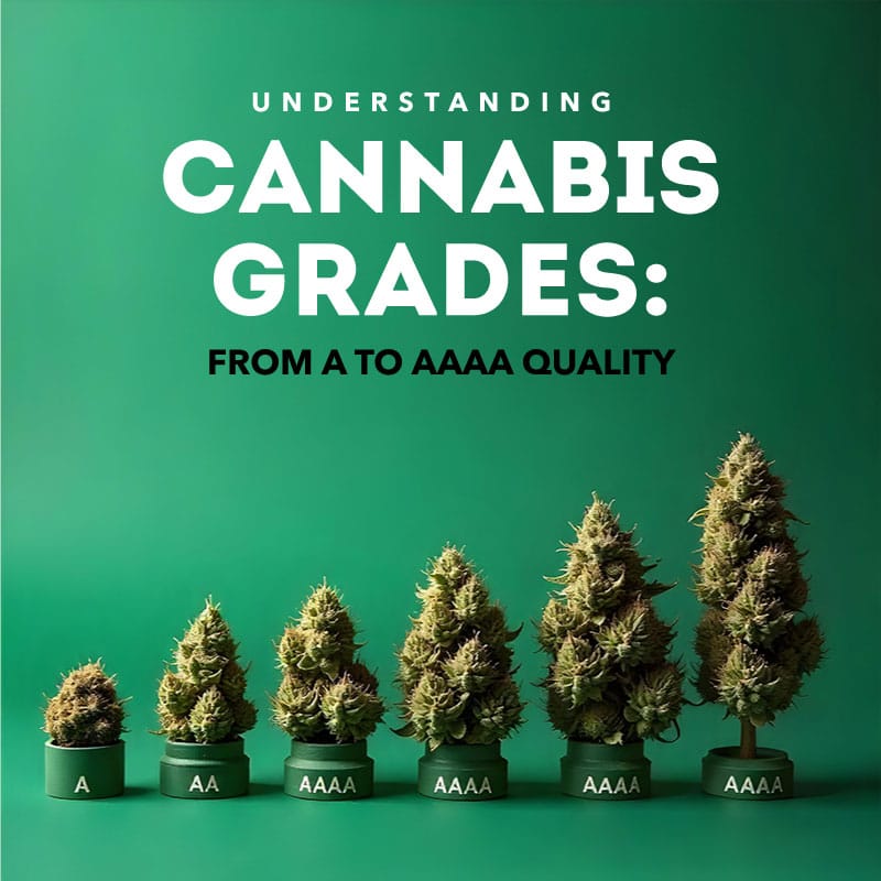 Understanding Cannabis Grades