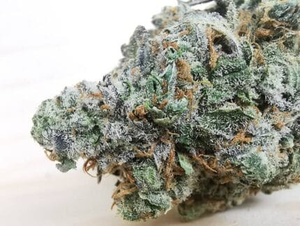 amnesia haze sativa weed2