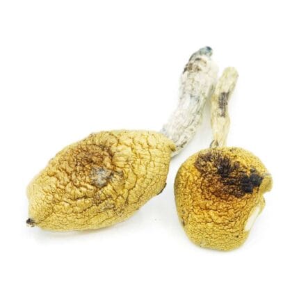 golden teachers magic mushroom