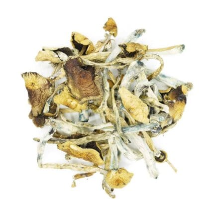 golden teachers magic shrooms