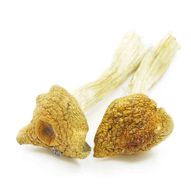 penis envy magic mushroom