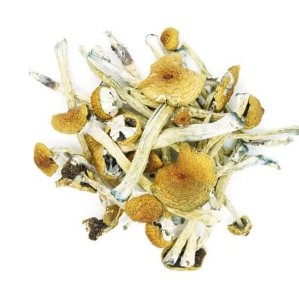 penis envy magic shrooms