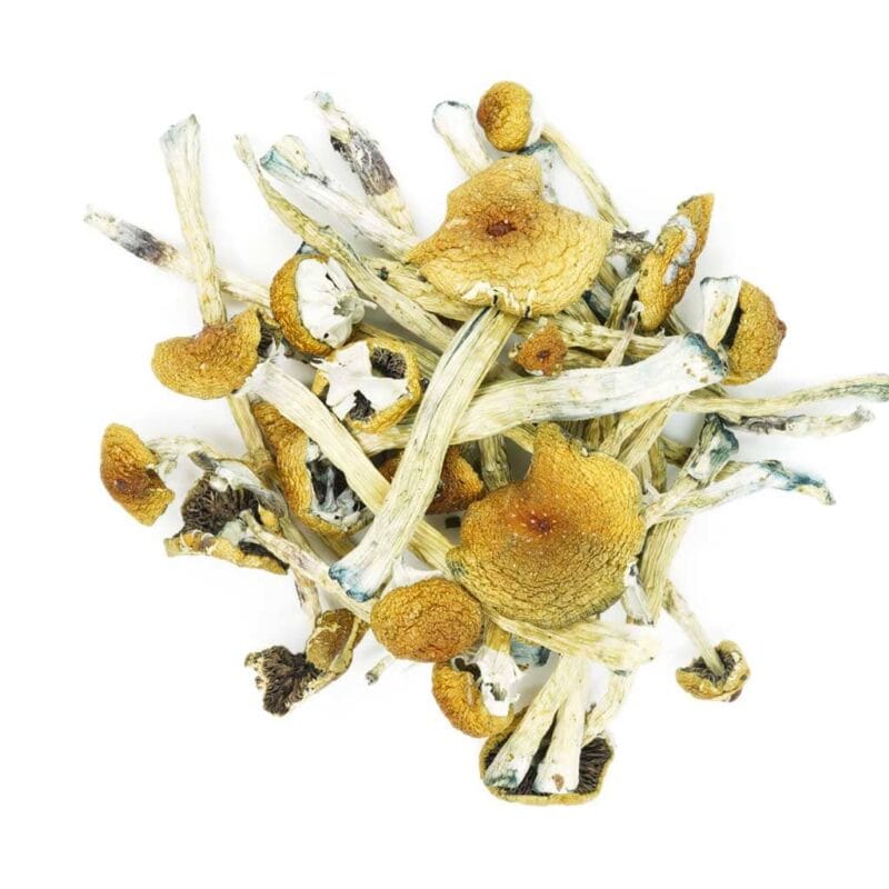 penis envy magic shrooms