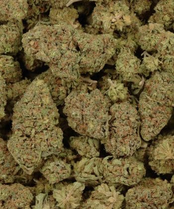 purple lightning strain bulk