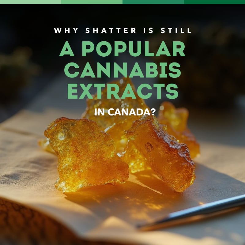shatter canada article